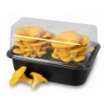 Yellow Oyster Mushroom