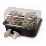 Gray Oyster Mushroom