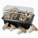 King Oyster Mushroom
