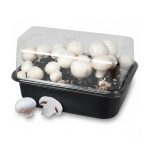 White Mushrooms